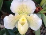Paphiopedilum White Lady
