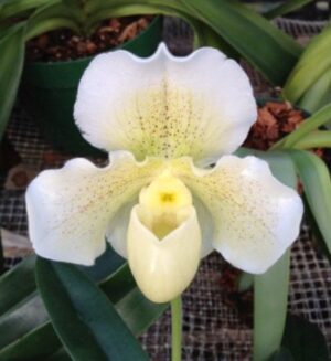 Paphiopedilum White Lady