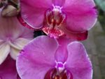 Phalaenopsis PH 123