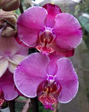 Phalaenopsis PH 123