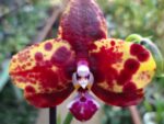 Phalaenopsis Allura Voodoo