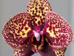 Phalaenopsis Yellow Leopard