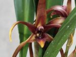 Maxillaria nigrescens