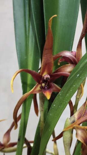 Maxillaria nigrescens