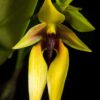 Bulbophyllum amplebracteatum