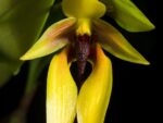 Bulbophyllum amplebracteatum