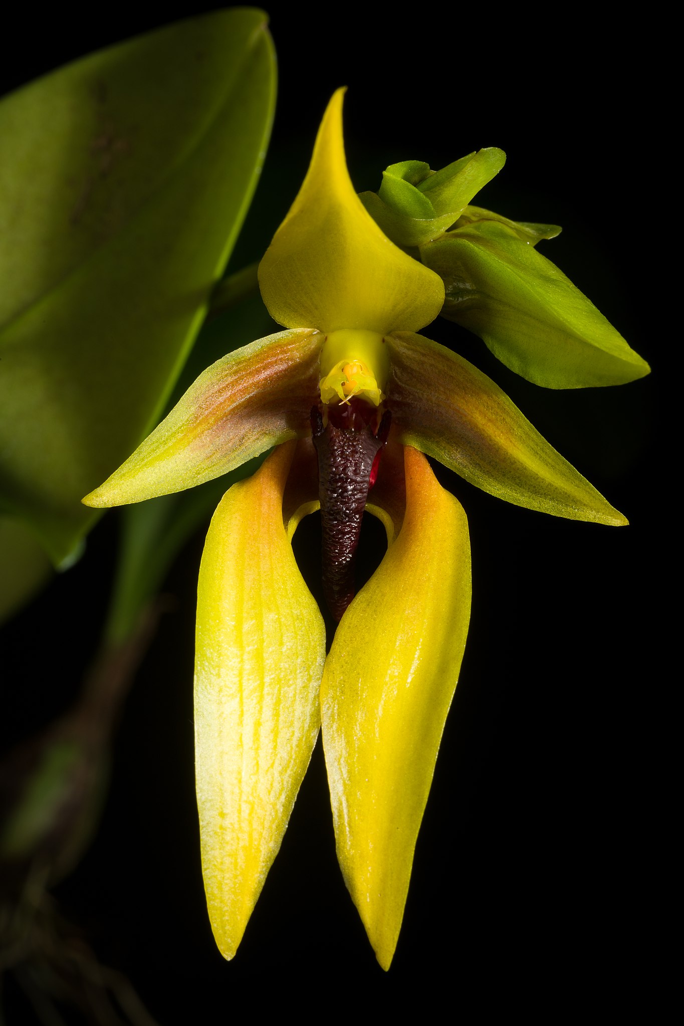 Bulbophyllum amplebracteatum