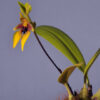 bulbophyllumamplebracteatum1