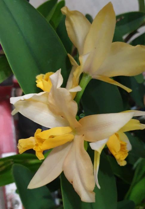 Cattleya hybrid 040