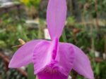 Cattleya hybrid 039