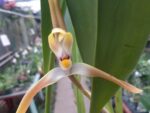 Maxillaria triloris