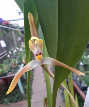 Maxillaria triloris