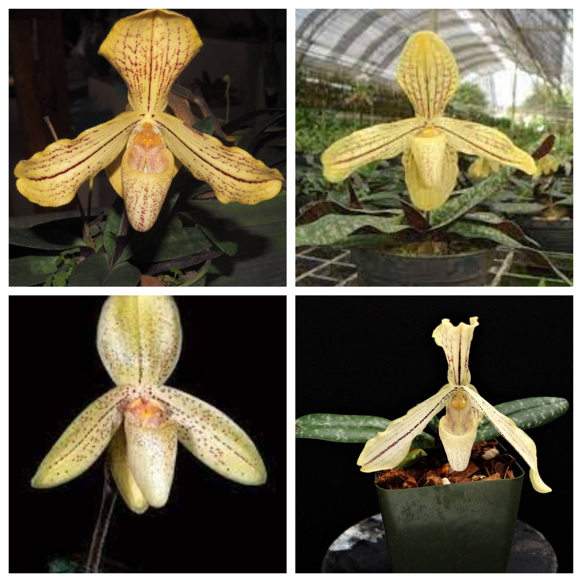 Paphiopedilum josianae (concolor var. longipetalum)