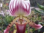 Paphiopedilum Maudi coloratum