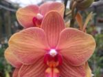Phalaenopsis PH 373 orange Afra