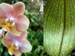 Phalaenopsis PHM 099 Odorion aroma