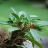pleurothalistribuloides1