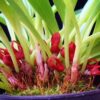 Pleurothallis tribuloides