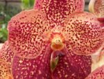 Vanda Specials Mandarine Spot