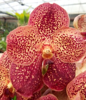 Vanda Specials Mandarine Spot