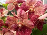 Vanda Special Red Spot