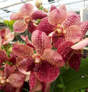 Vanda Special Red Spot