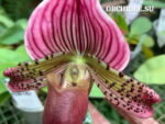 Paphiopedilum Maudi vinicolor