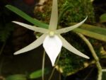 Angraecum mahavavense