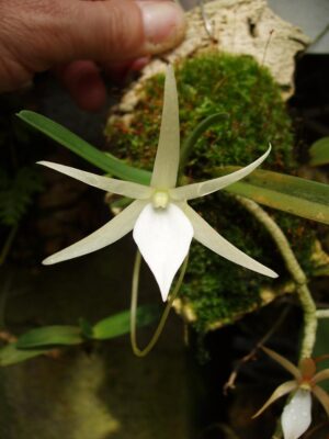 Angraecum mahavavense