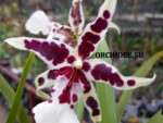 Beallara Dianna Dunn "Gothic" White