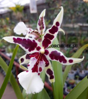 Beallara Dianna Dunn "Gothic" White