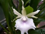 Cochleanthes hybrid 07