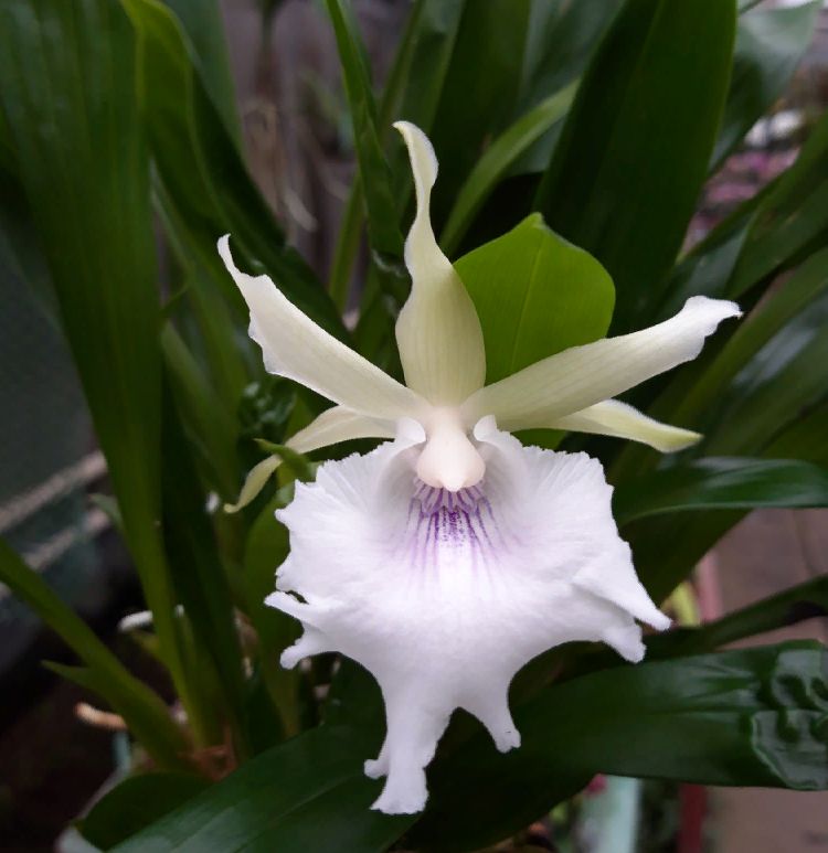 Cochleanthes hybrid 07