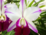 Laeliocattleya Memoria Robert Strait Islander