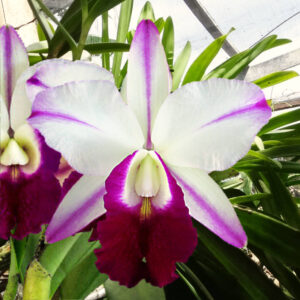 Laeliocattleya Memoria Robert Strait Islander