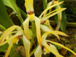 Maxillaria setigera