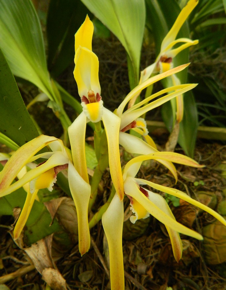 Maxillaria setigera