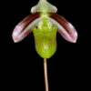 Paphiopedilum violascens