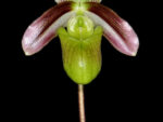 Paphiopedilum violascens