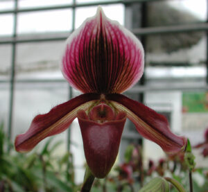 Paphiopedilum Earl of Chester