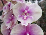 Phalaenopsis PH 321 Big Lip