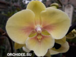 Phalaenopsis PH 360 Big Lip
