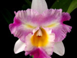 Rhyncholaeliocattleya Haadyai Delight x Mary's Song