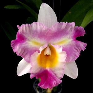 Rhyncholaeliocattleya Haadyai Delight x Mary's Song