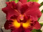 Rhyncholaeliocattleya Siam Red