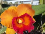 Rhyncholaeliocattleya Yen Golden Masterpiece
