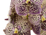 Vanda Ocelot Sangria