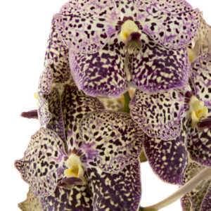 Vanda Ocelot Sangria