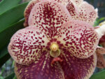 Vanda Special Double Colors 341