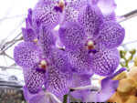 Vanda Special Mauve Spot 755